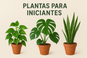 plantas para iniciantes